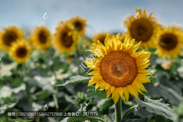 向日葵