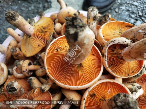 樅菌特寫