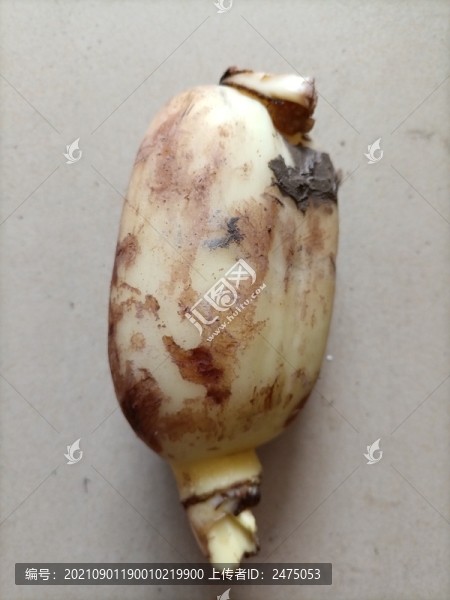 蓮藕