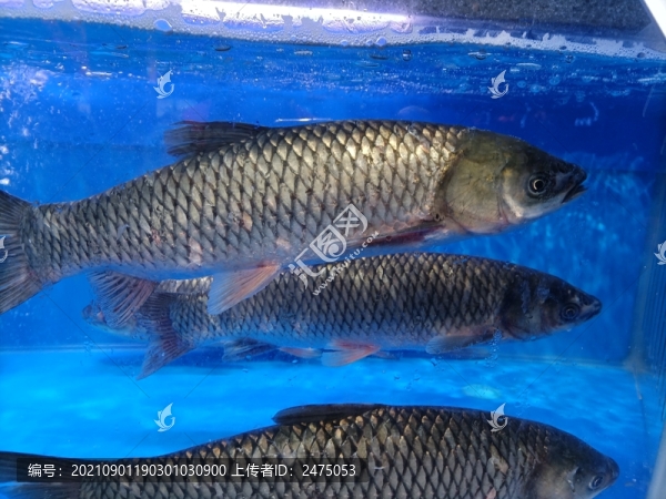 魚(yú)