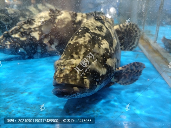魚