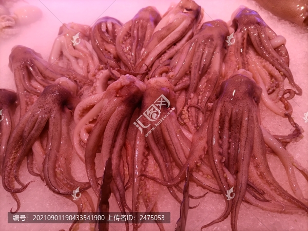 魷魚