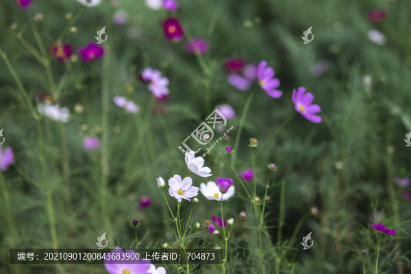 波斯菊