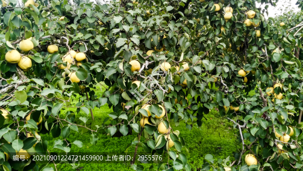 黃河梨園