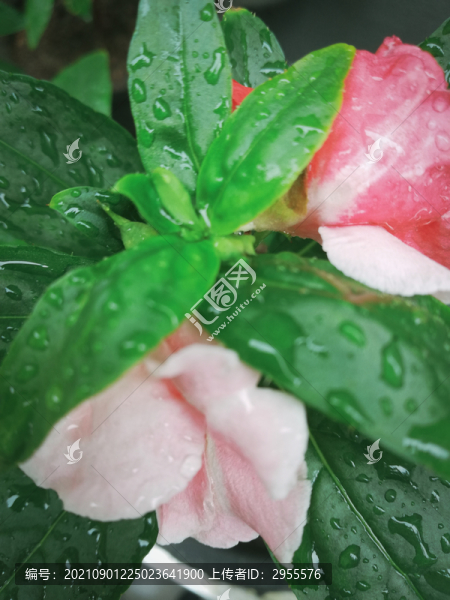 指甲花