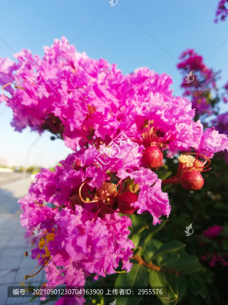 紫薇花開
