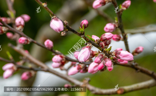 桃花紅