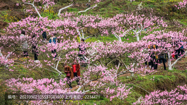 桃花紅