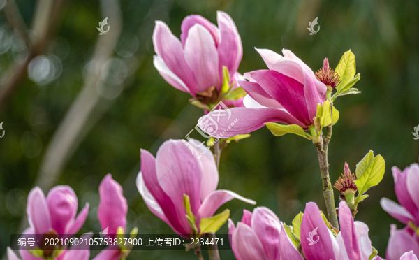 紅玉蘭花