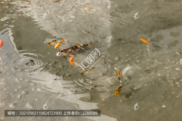 池子里的鯉魚
