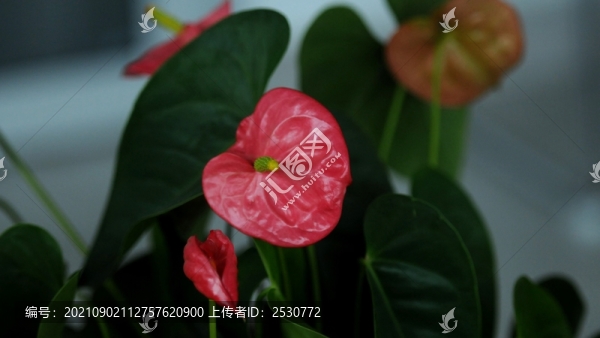 花燭