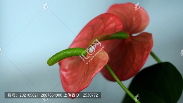 花燭