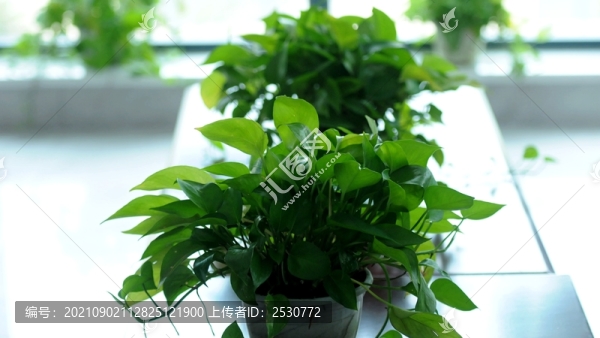 綠蘿