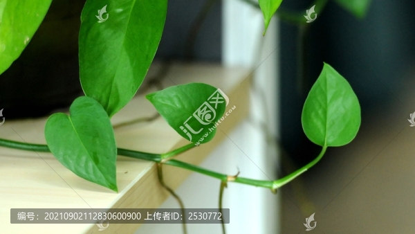 綠蘿