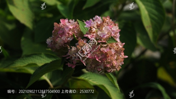 繡球