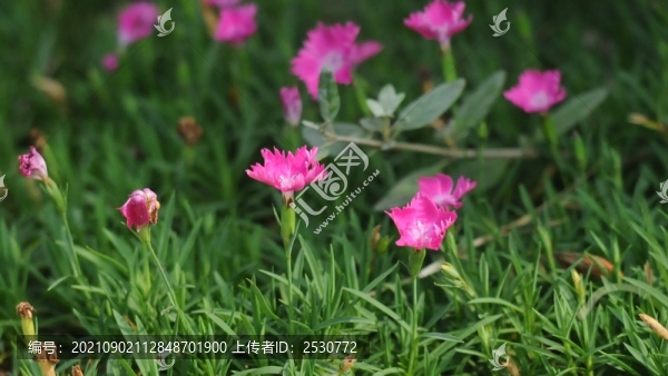 石竹