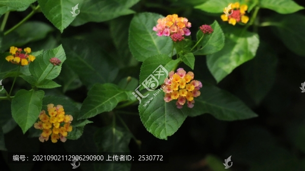 馬櫻丹