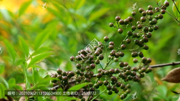 南天竹
