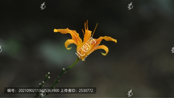 萱草