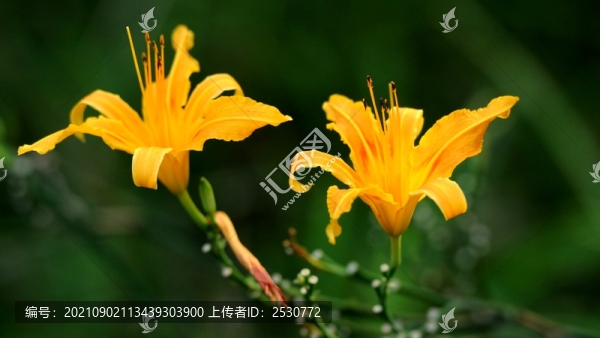 萱草