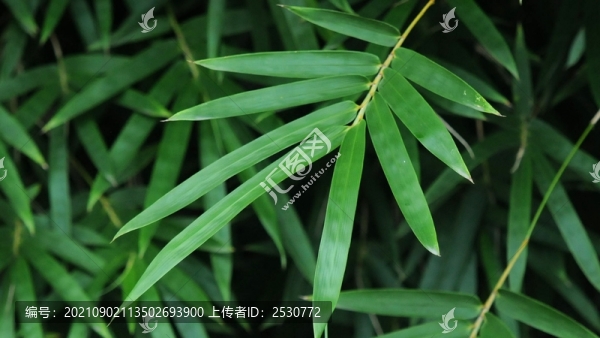 孝順竹