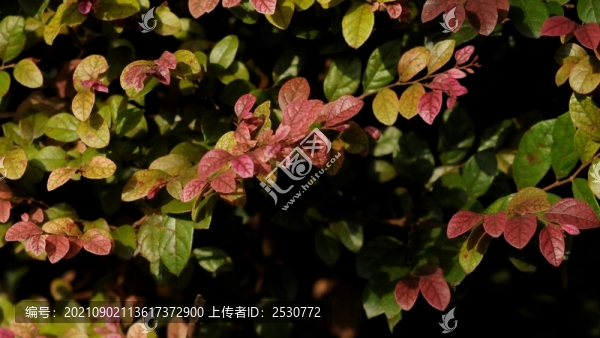 紅花檵木