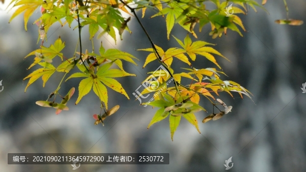 雞爪槭