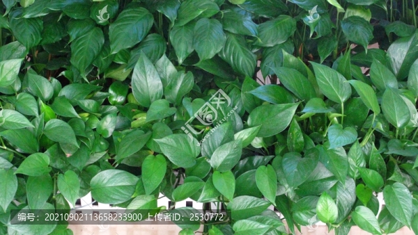 綠蘿