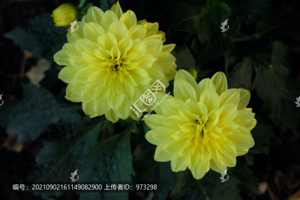 大麗花大麗菊