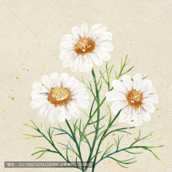 水彩白色小雛菊洋甘菊印花插圖