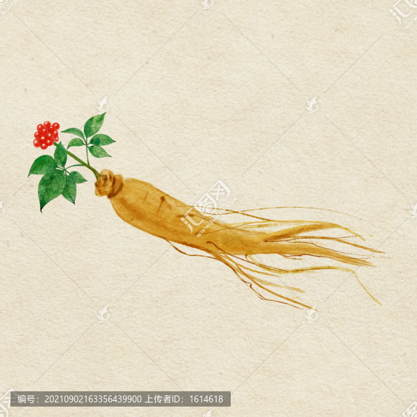 水彩人參中藥材古風插圖裝飾畫