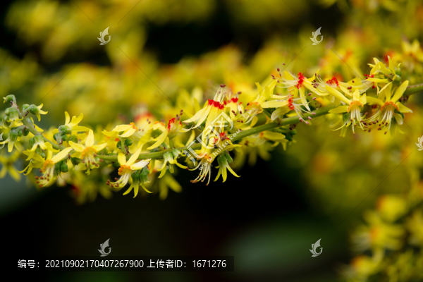 欒樹花