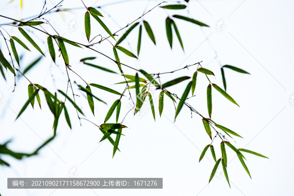 水墨竹葉