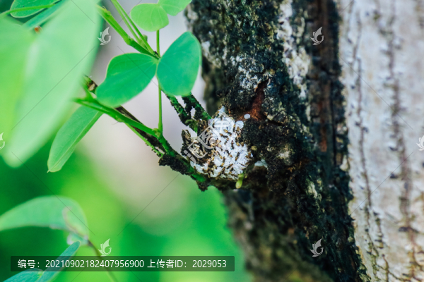 螞蟻窩