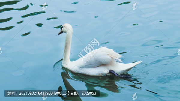 天鵝浮水
