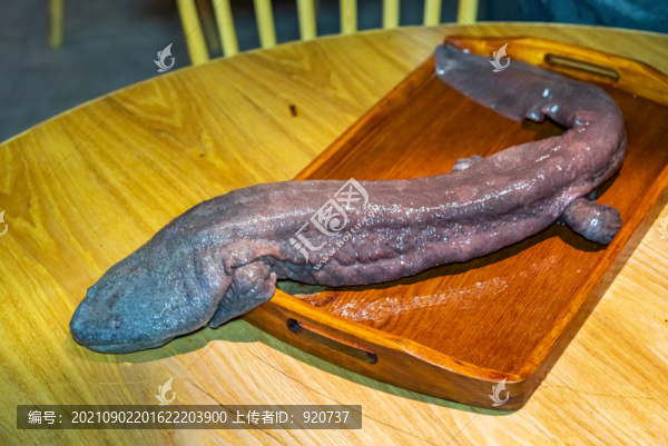 娃娃魚