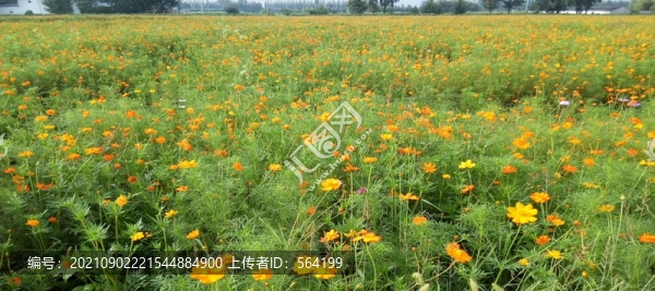 綻放的格?；? title=