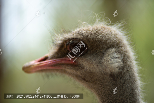 鴕鳥