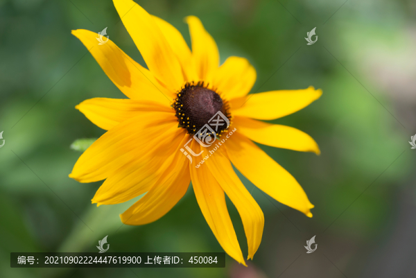 小黃花