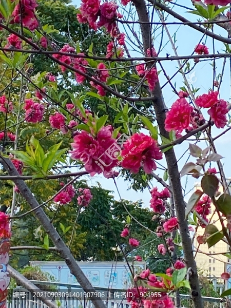 桃花