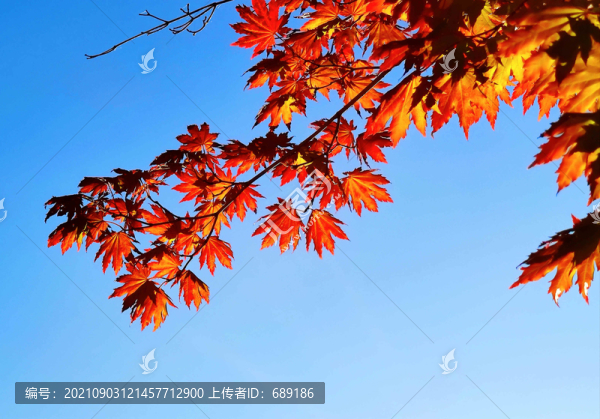 五彩楓葉