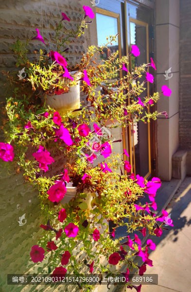 吊花籃