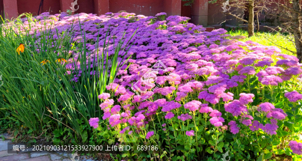 花圃