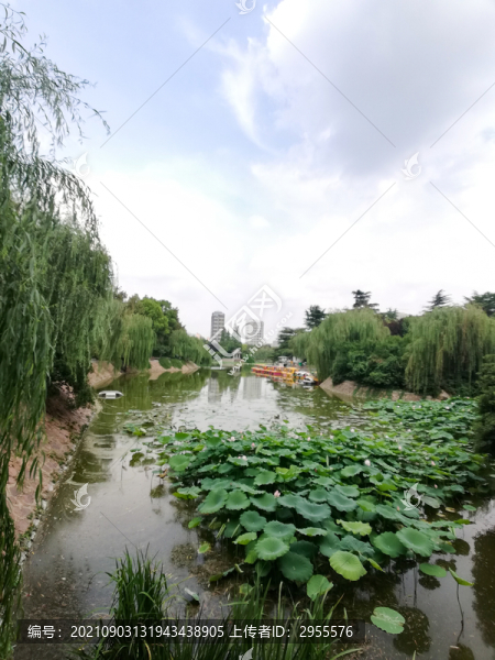 蓮花池