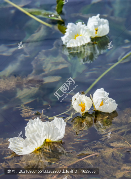 瀘沽湖水性楊花