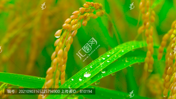 唯美水稻稻花稻穗雨中水珠特寫
