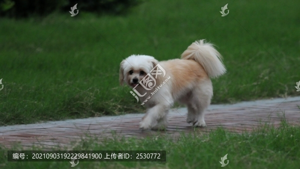 犬