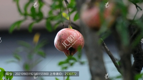 石榴