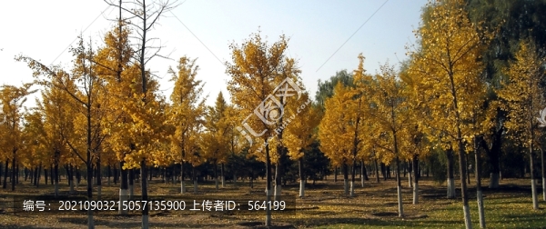 北京奧林匹克森林公園銀杏林