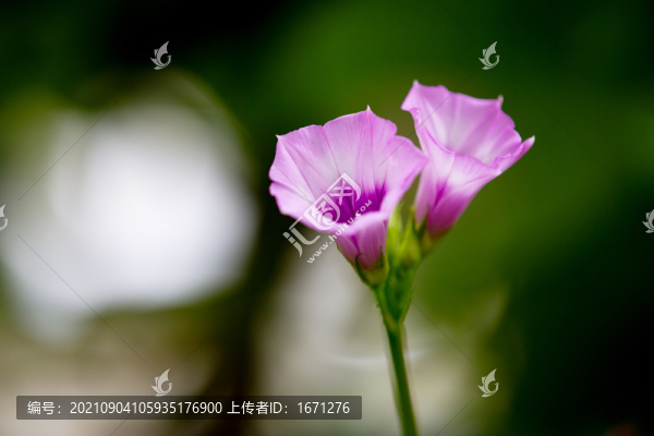 野牽?；? title=